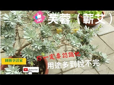 芙蓉樹照顧|芙蓉菊葉垂問題